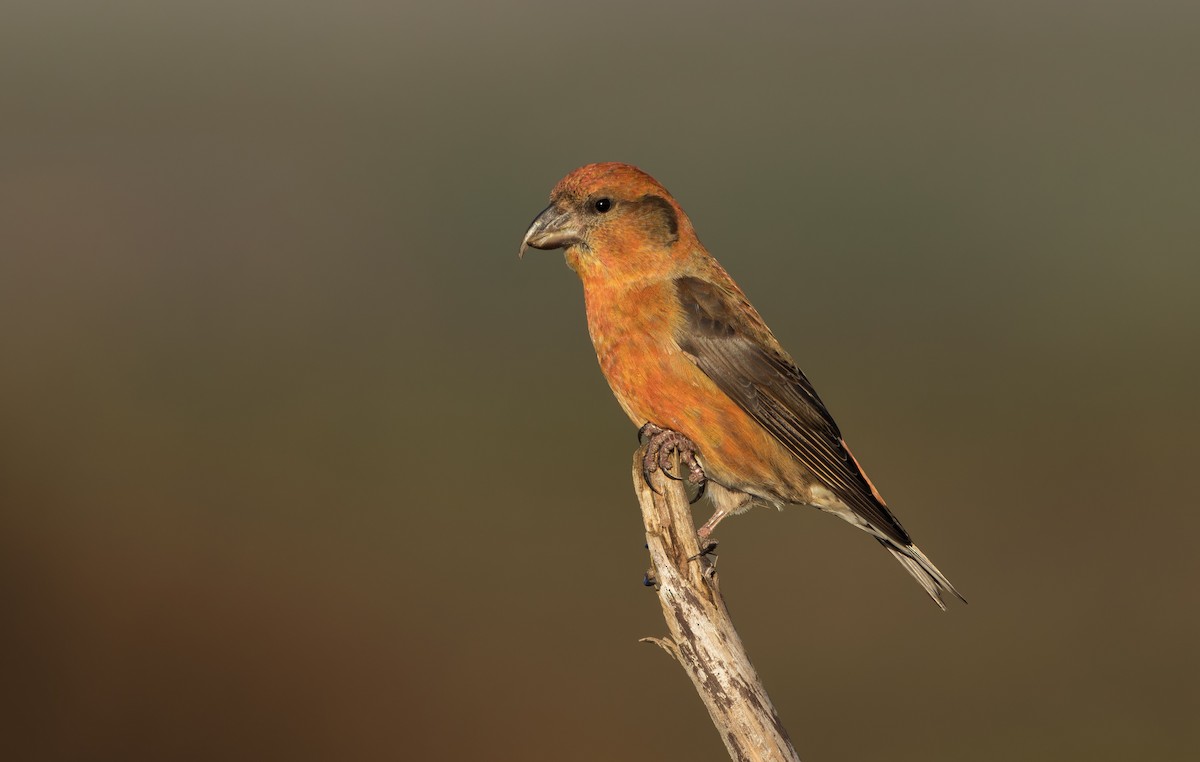 Bec-croisé des sapins - ML646339772
