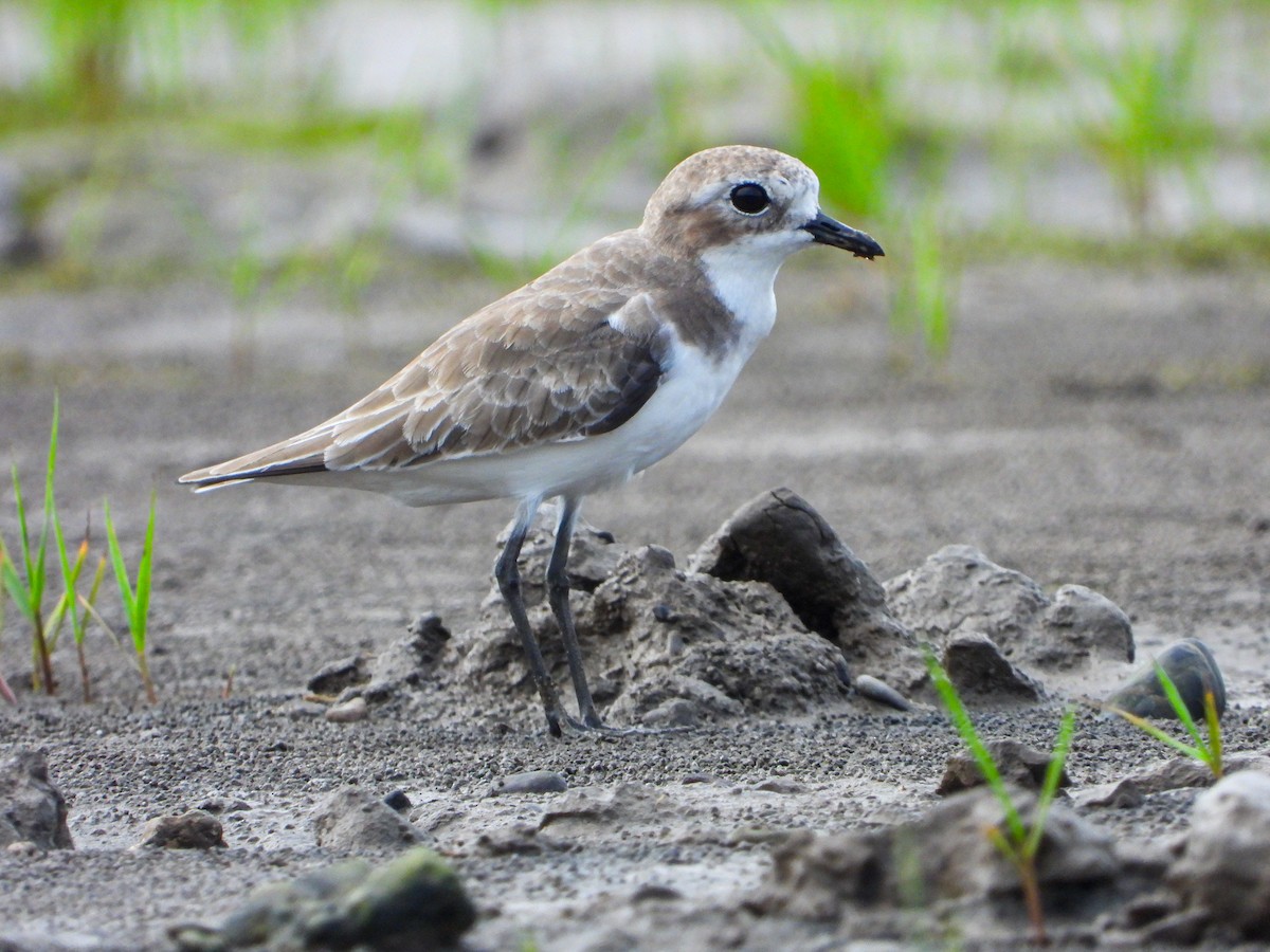 Pluvier de Leschenault - ML646339774