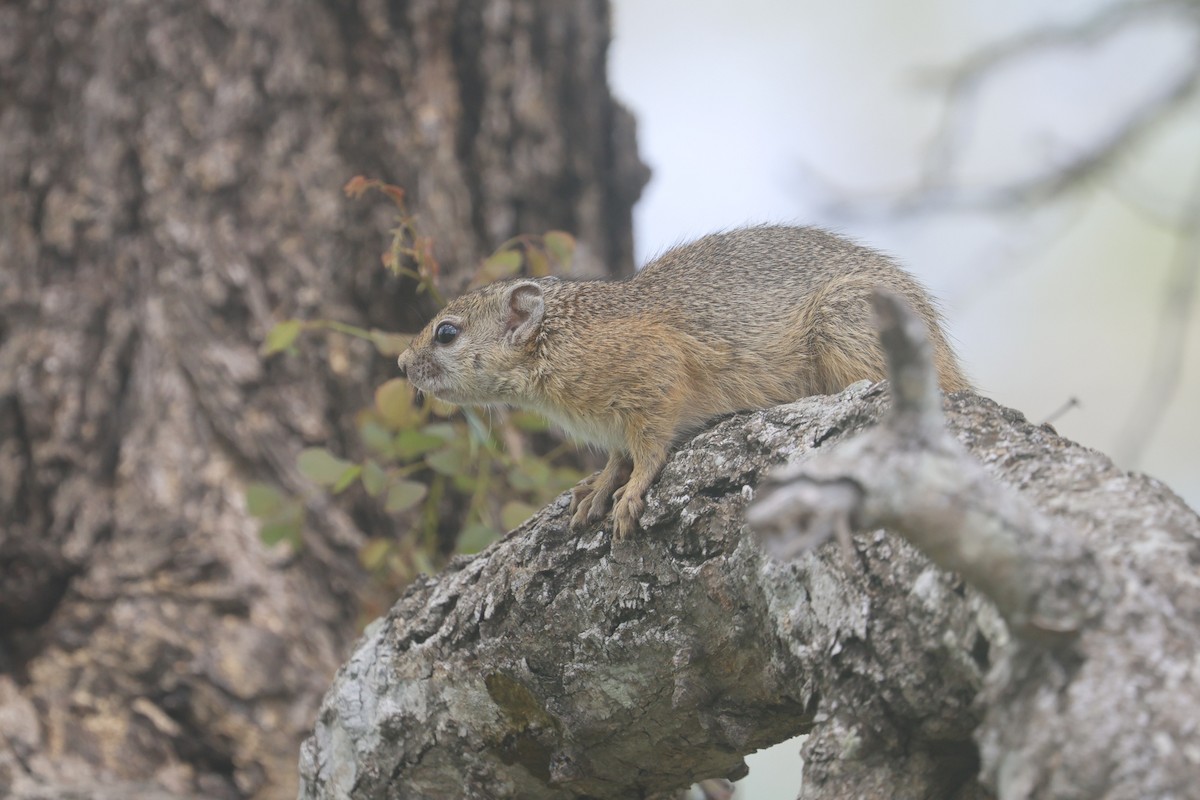 Scoiattolo da Albero - ML646339776