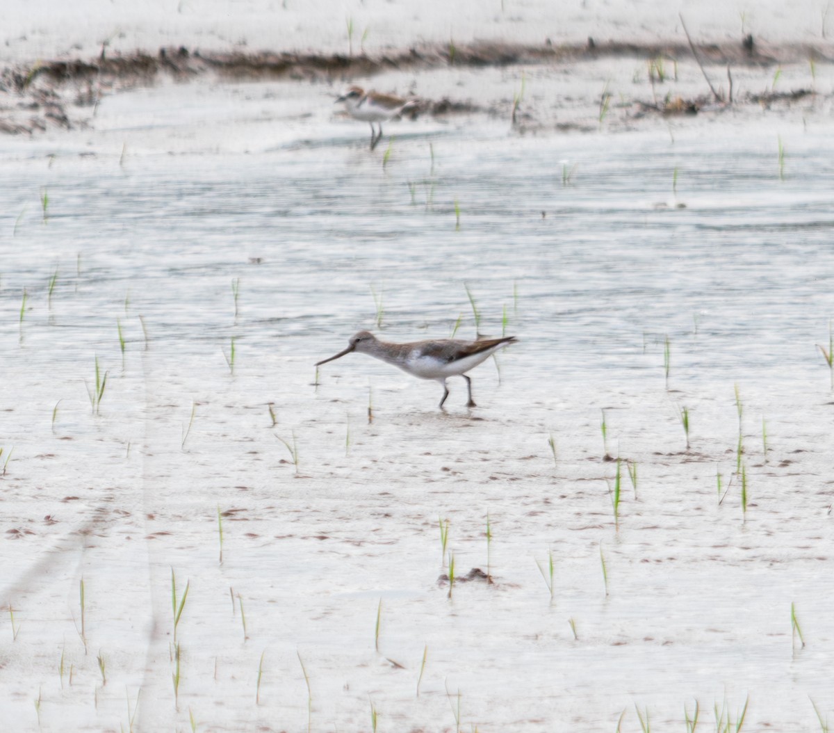 Chevalier bargette - ML646339778