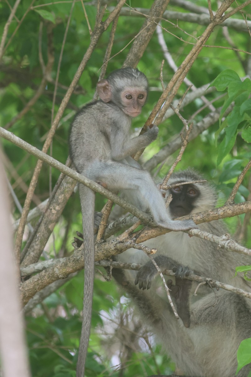 Cercopiteco verde meridionale - ML646339780
