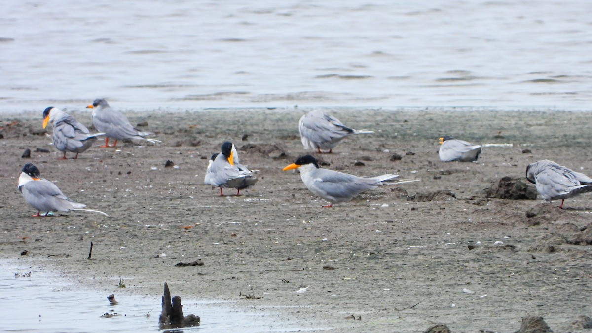 カワアジサシ - ML646339783