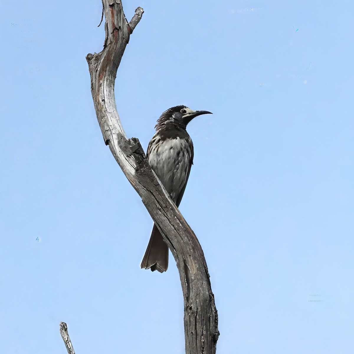 White-fronted Honeyeater - ML646339784