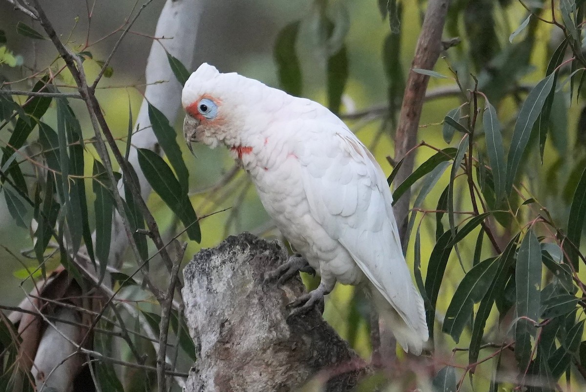 テンジクバタン - ML646339785