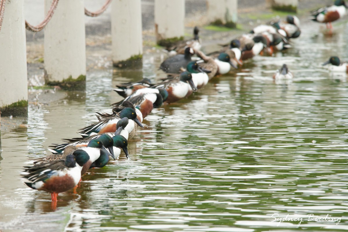 ハシビロガモ - ML646339786