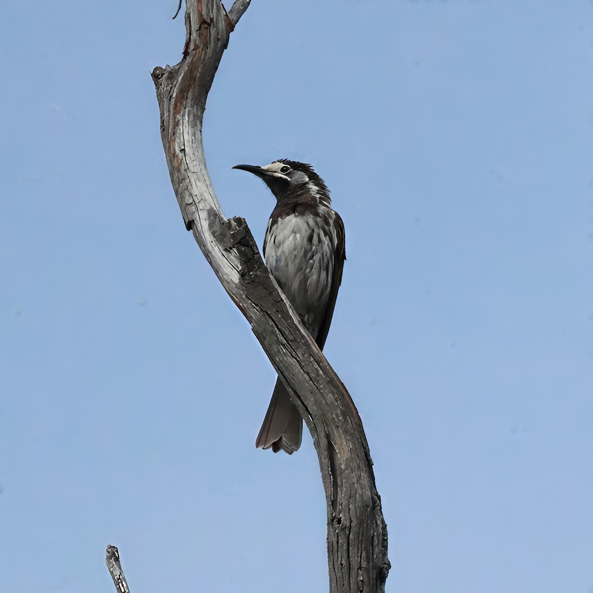 White-fronted Honeyeater - ML646339787