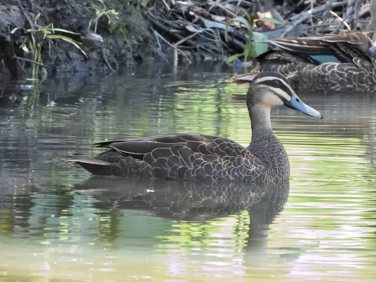 マミジロカルガモ - ML646339788