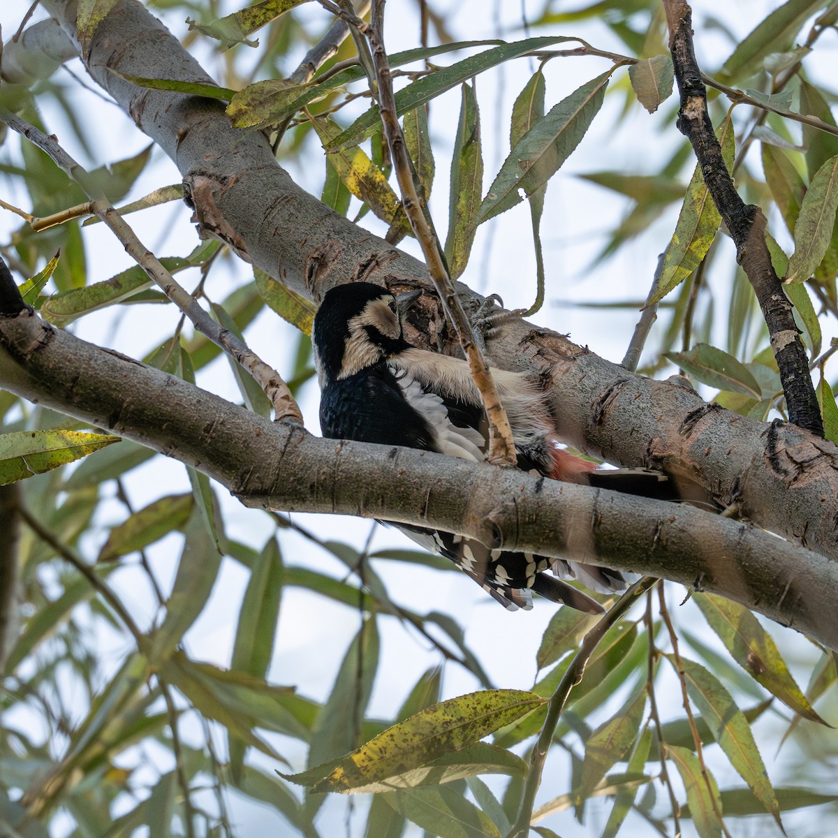 アカゲラ - ML646339789