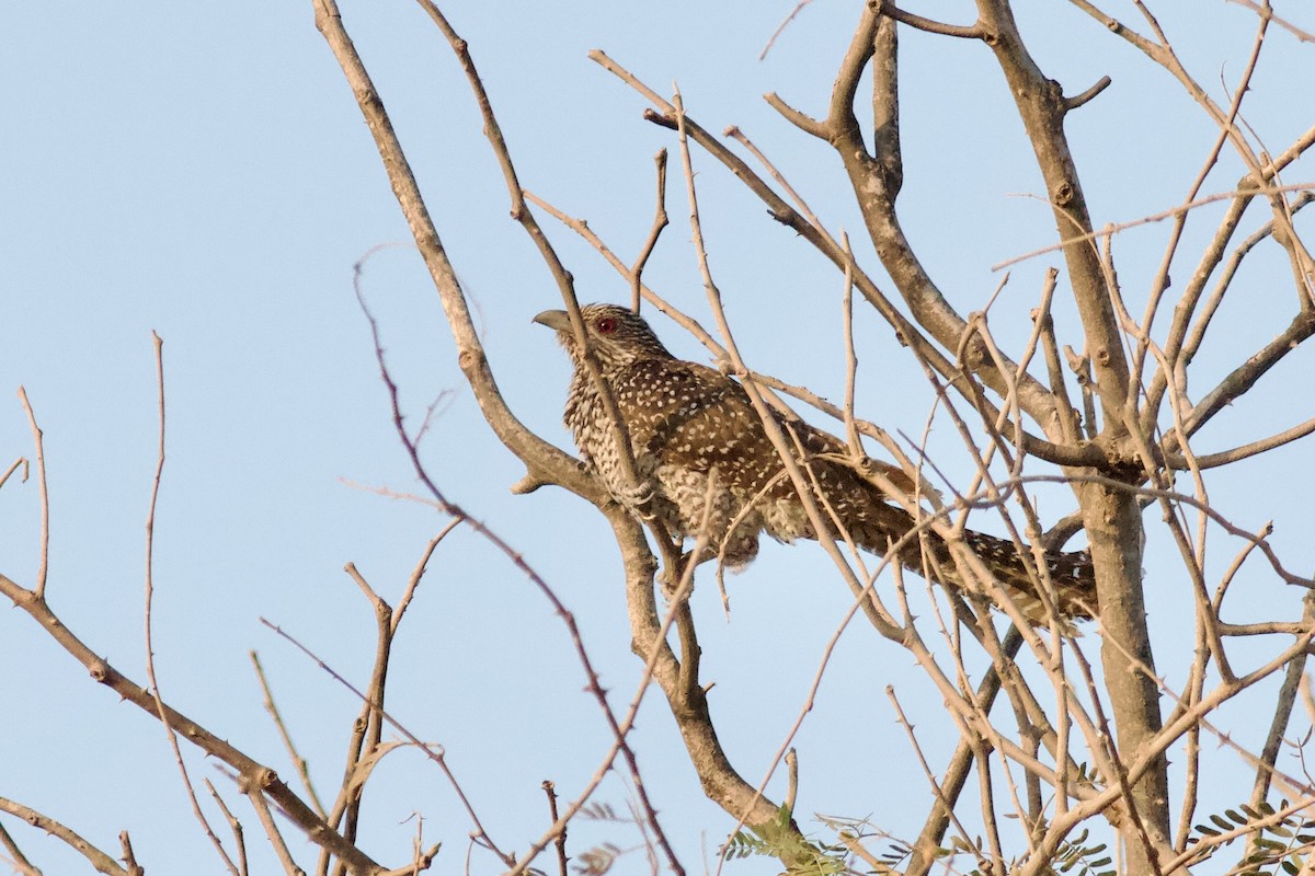 オニカッコウ - ML646339790