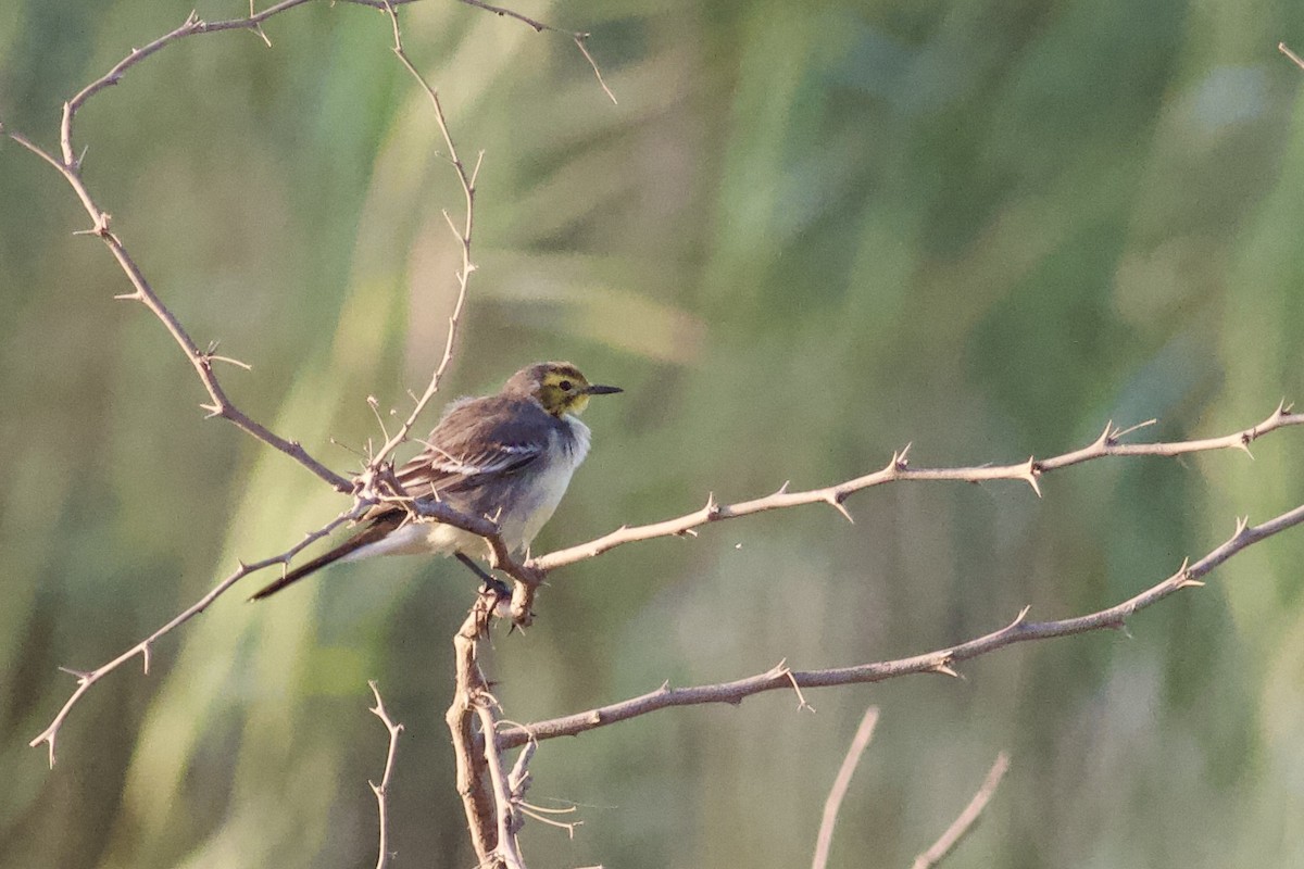 キガシラセキレイ - ML646339791