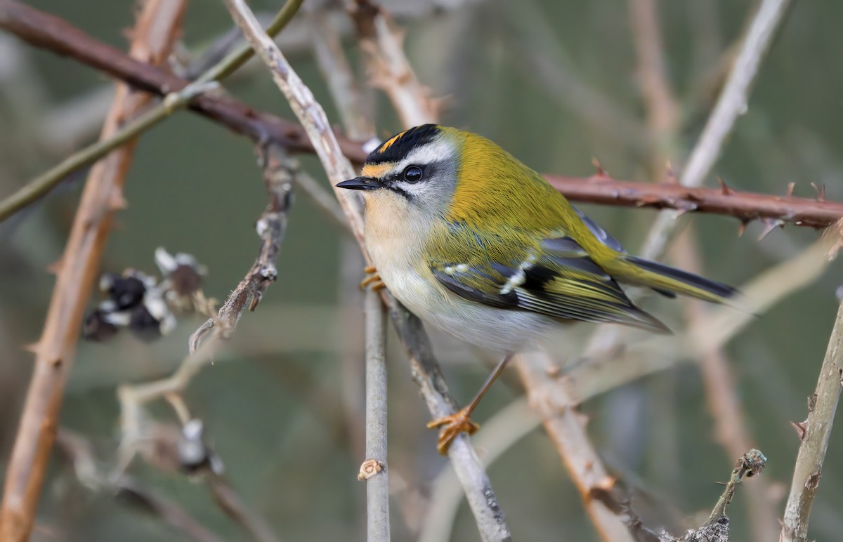 マミジロキクイタダキ - ML646339792