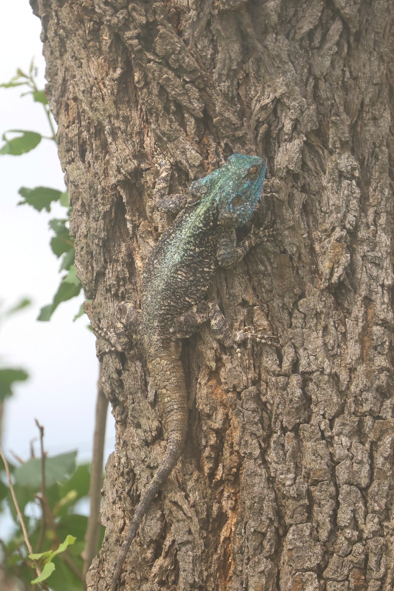 Southern Tree Agama - ML646339795