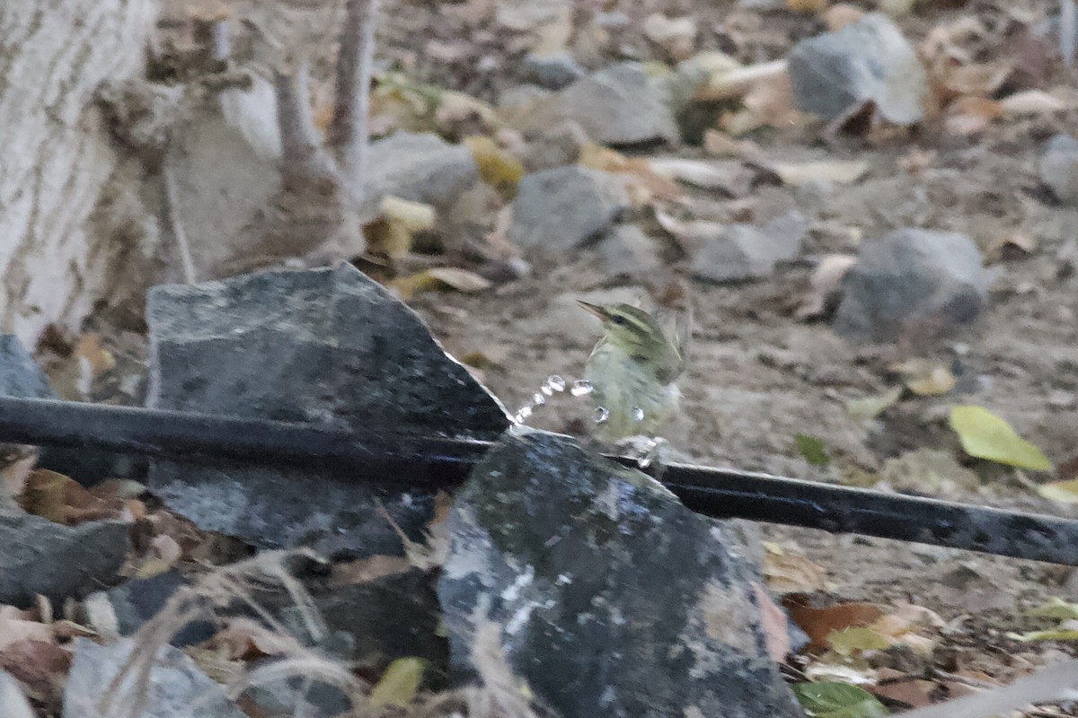 ミドリムシクイ - ML646339798