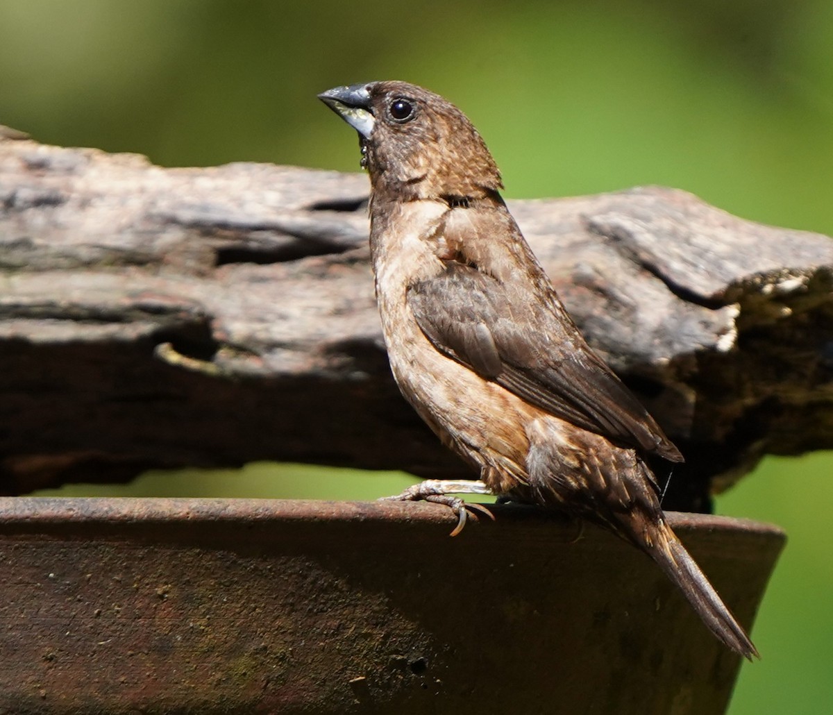 チャイロキンパラ - ML646339799