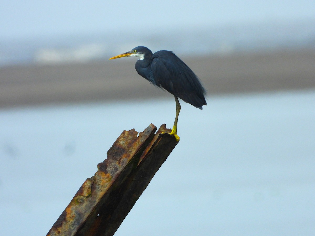 アフリカクロサギ - ML646339800