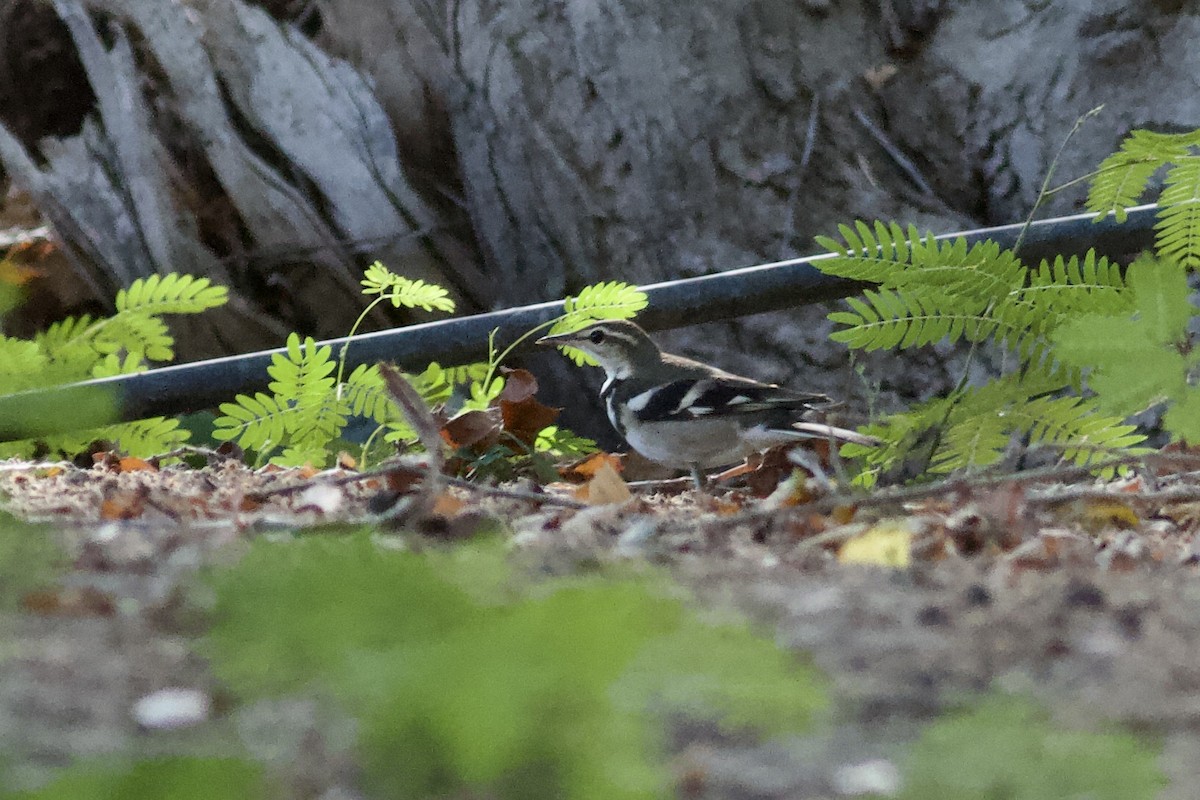 イワミセキレイ - ML646339801