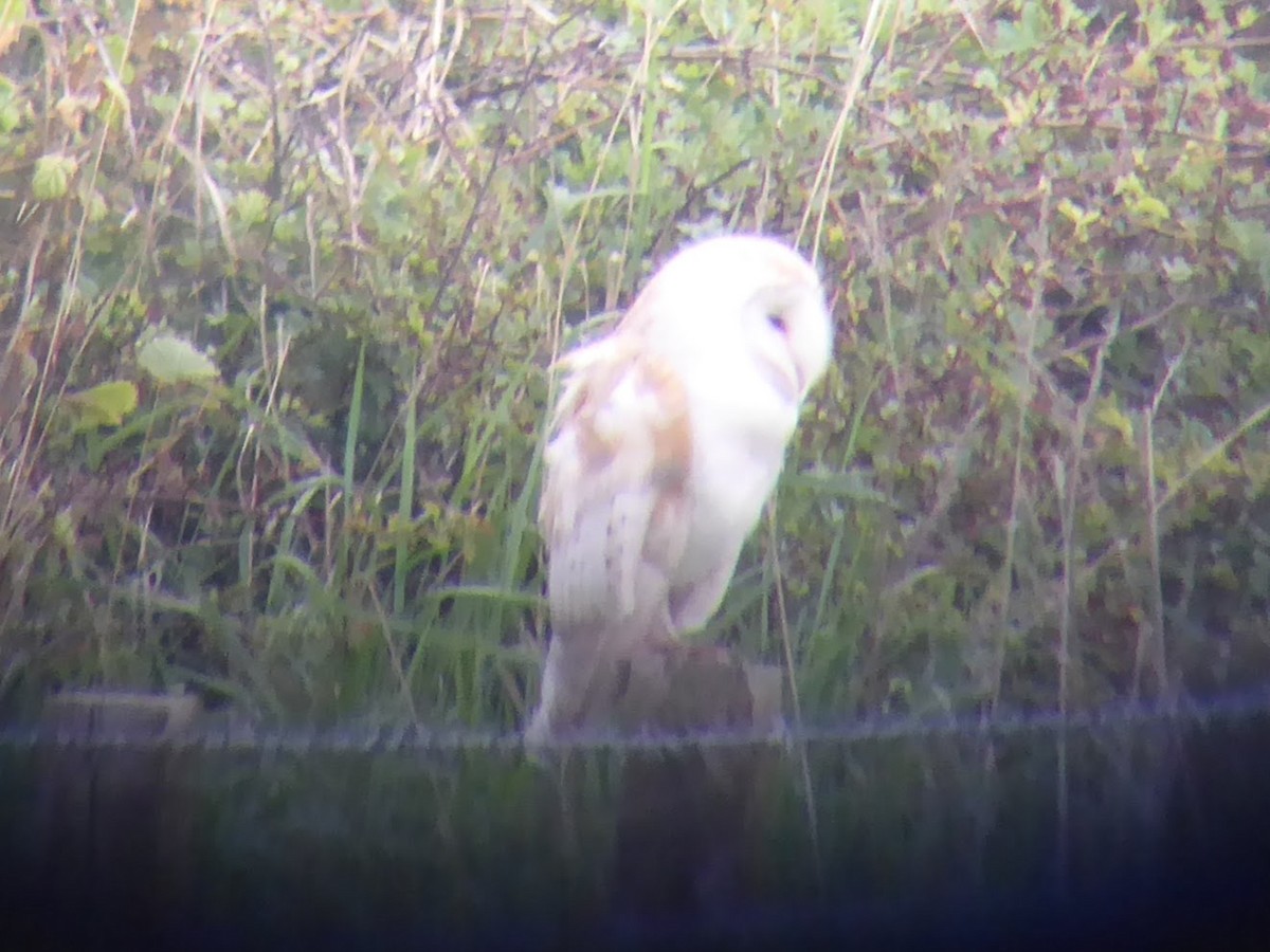 Western Barn Owl - ML646339807
