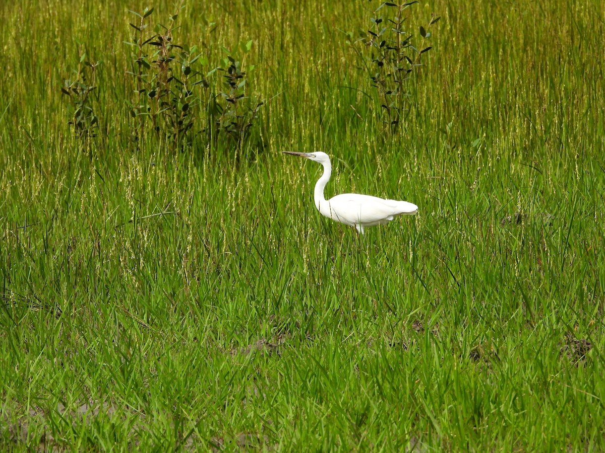 Little Egret/Western Reef-Heron - ML646339808
