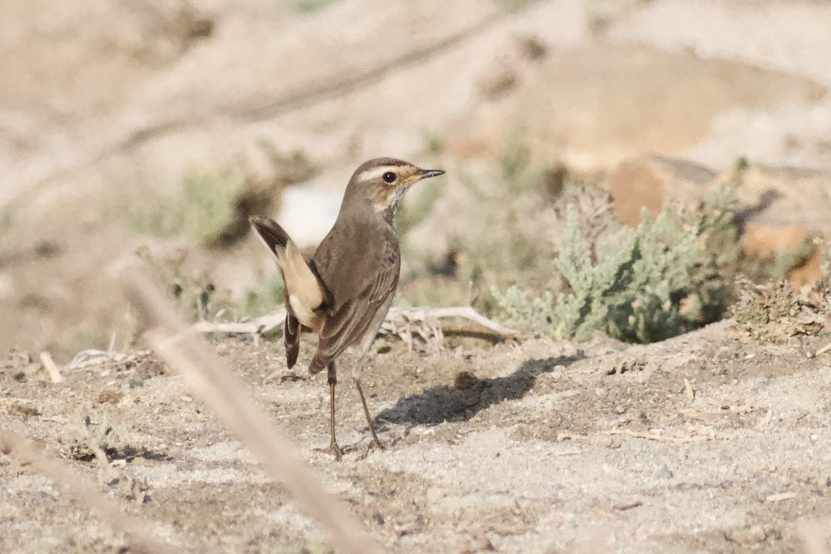 Bluethroat - ML646339809