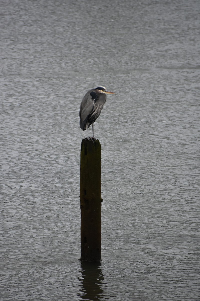 Great Blue Heron - ML646339810
