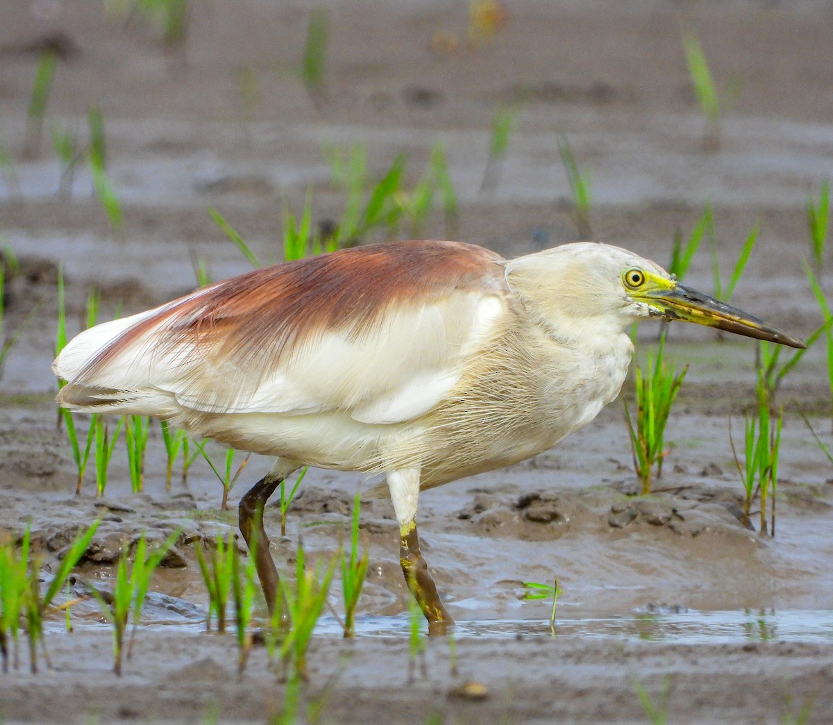 Indian Pond-Heron - ML646339811