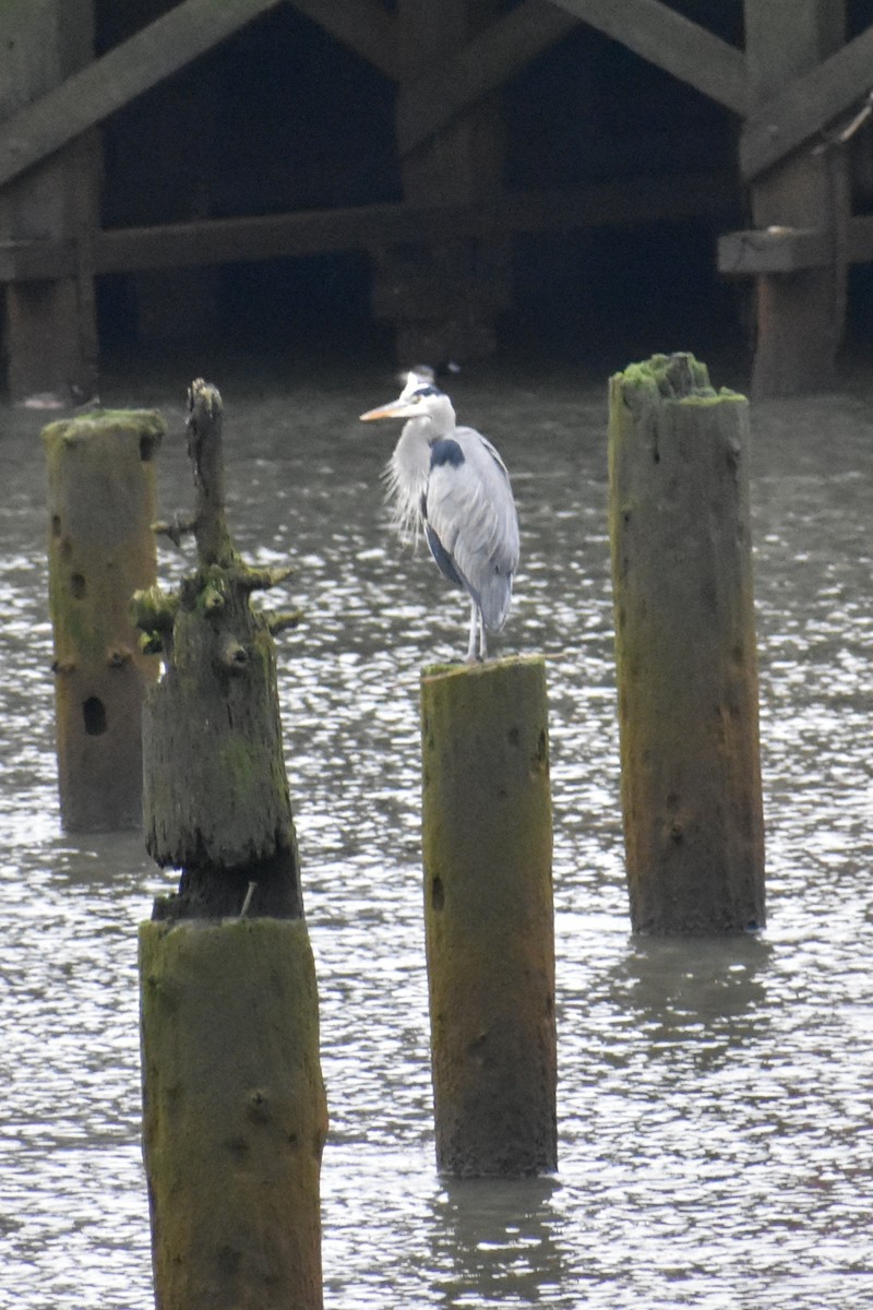 Great Blue Heron - ML646339812