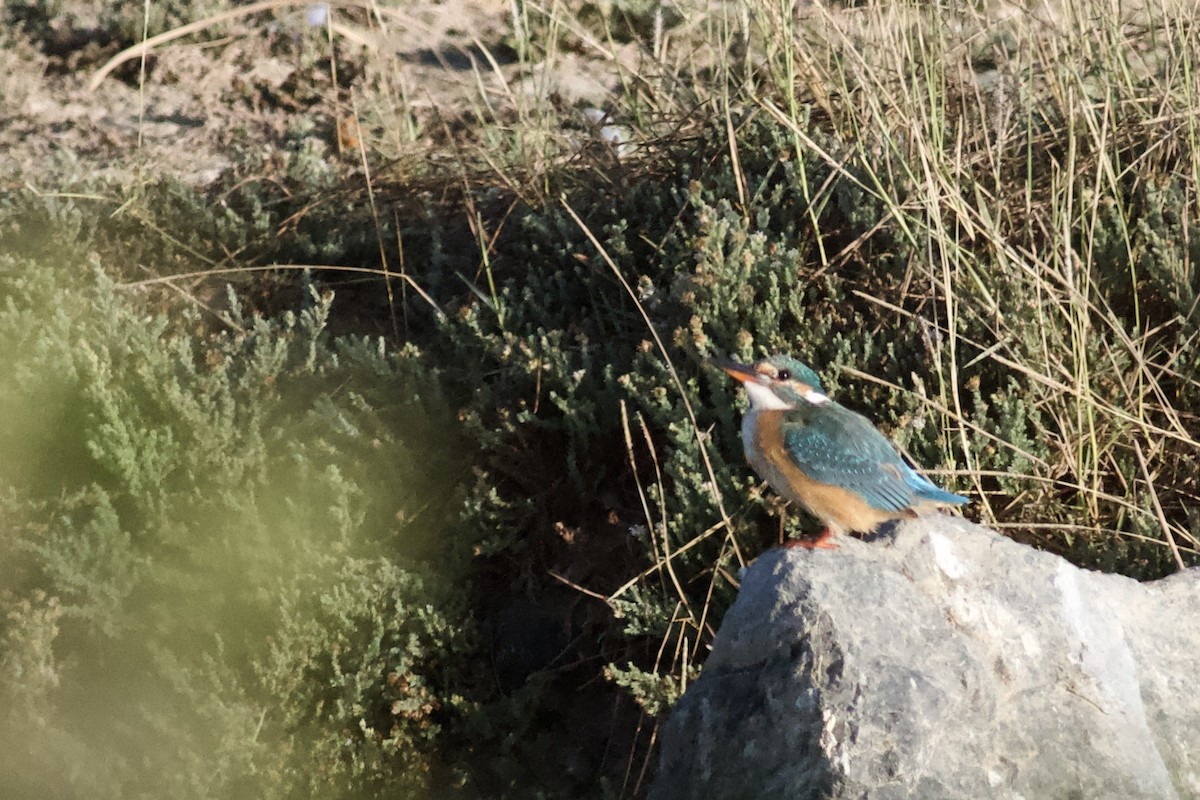 Common Kingfisher - ML646339814