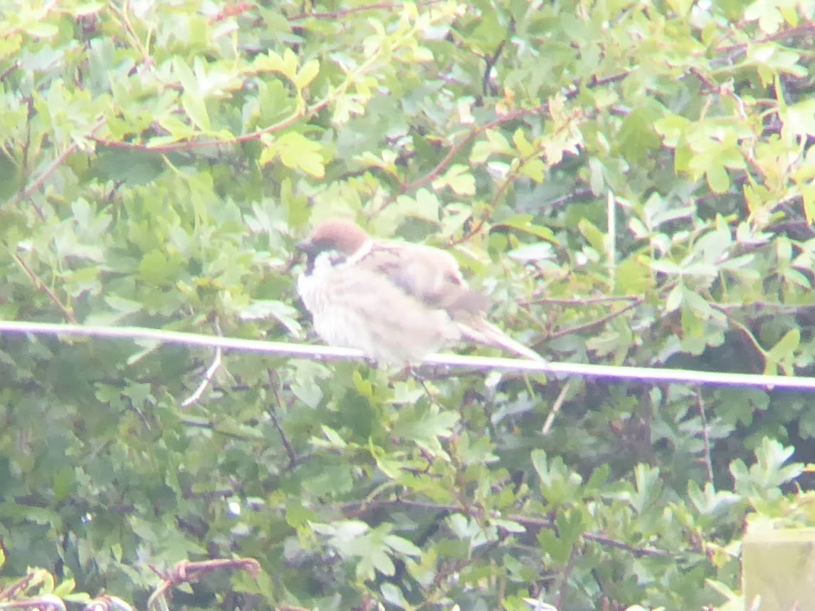 Eurasian Tree Sparrow - ML646339815
