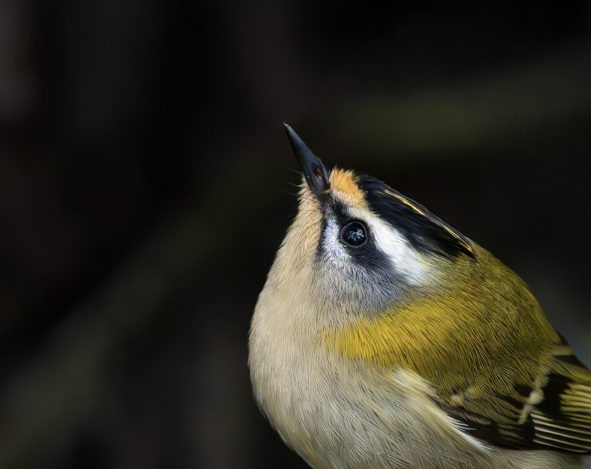 Common Firecrest - ML646339817