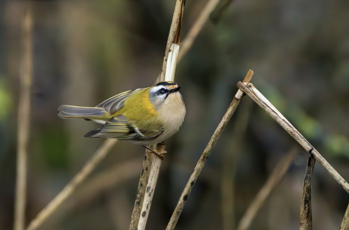 Common Firecrest - ML646339819