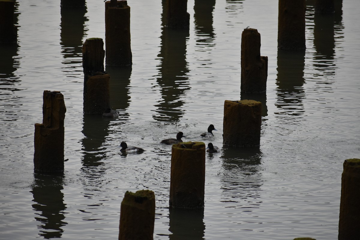 Greater/Lesser Scaup - ML646339820