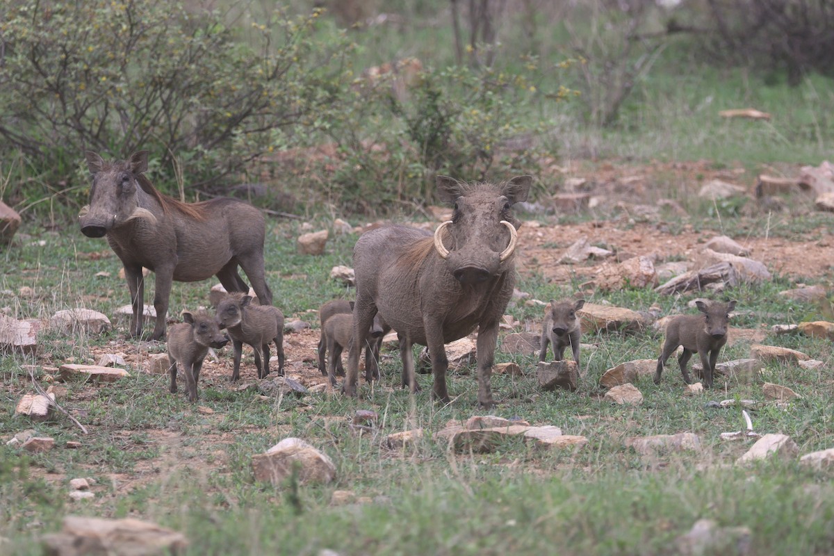 Facocero comune - ML646339821