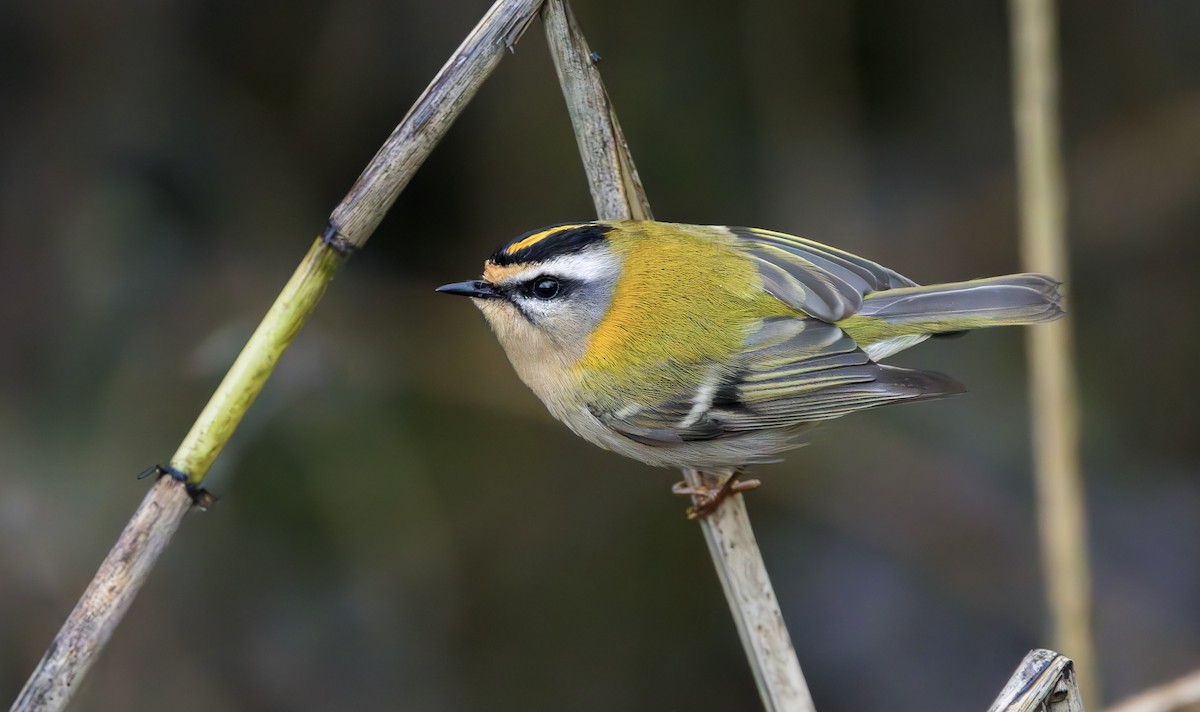 Common Firecrest - ML646339822