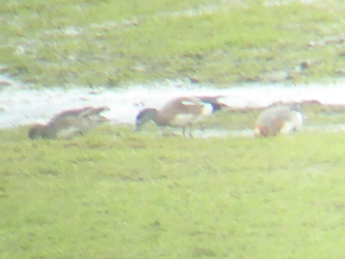 American Wigeon - ML646339823