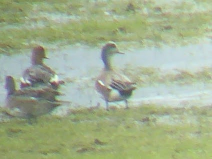 American Wigeon - ML646339824