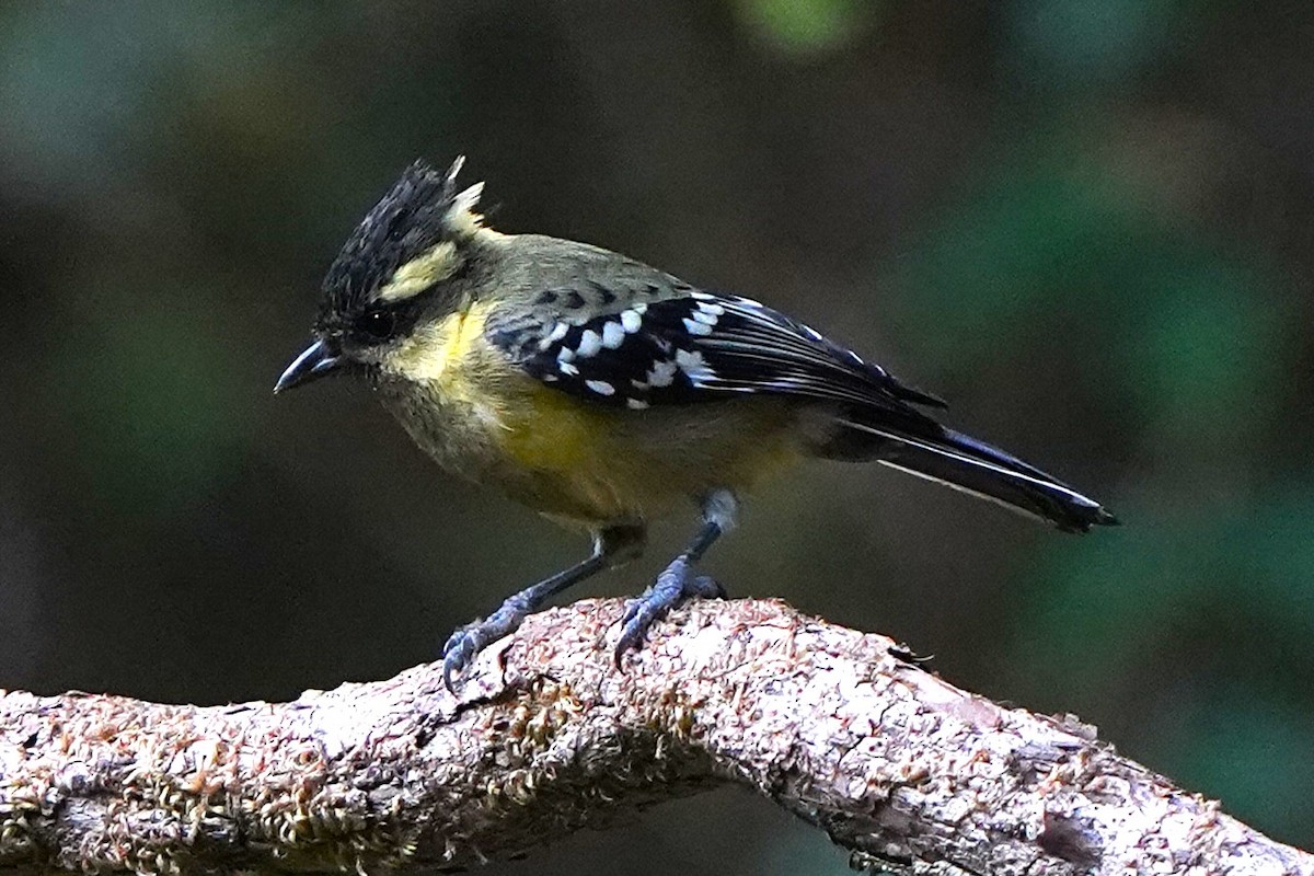 Indian Yellow Tit - ML646339825