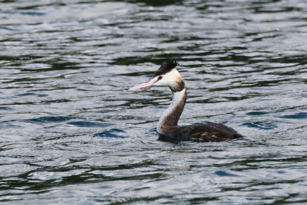 Great Crested Grebe - ML646339826