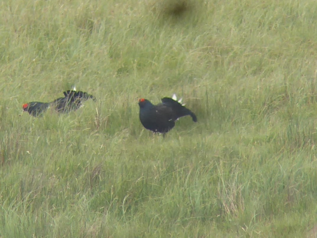 Black Grouse - ML646339828