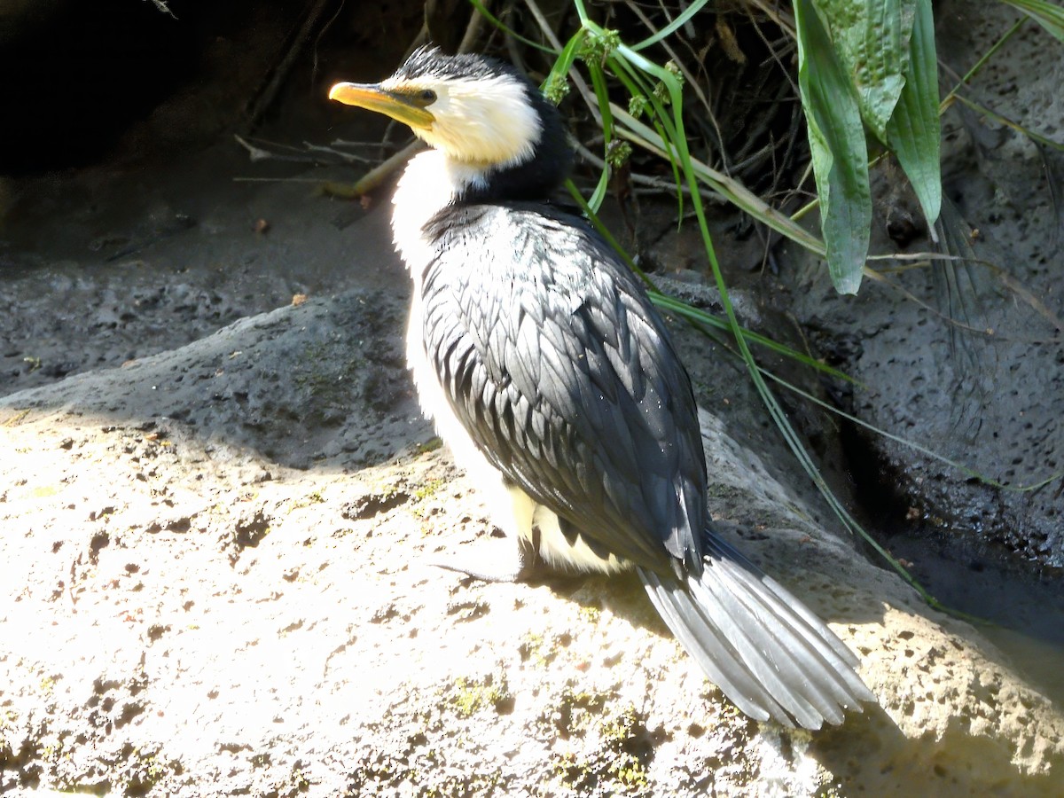 Little Pied Cormorant - ML646339829