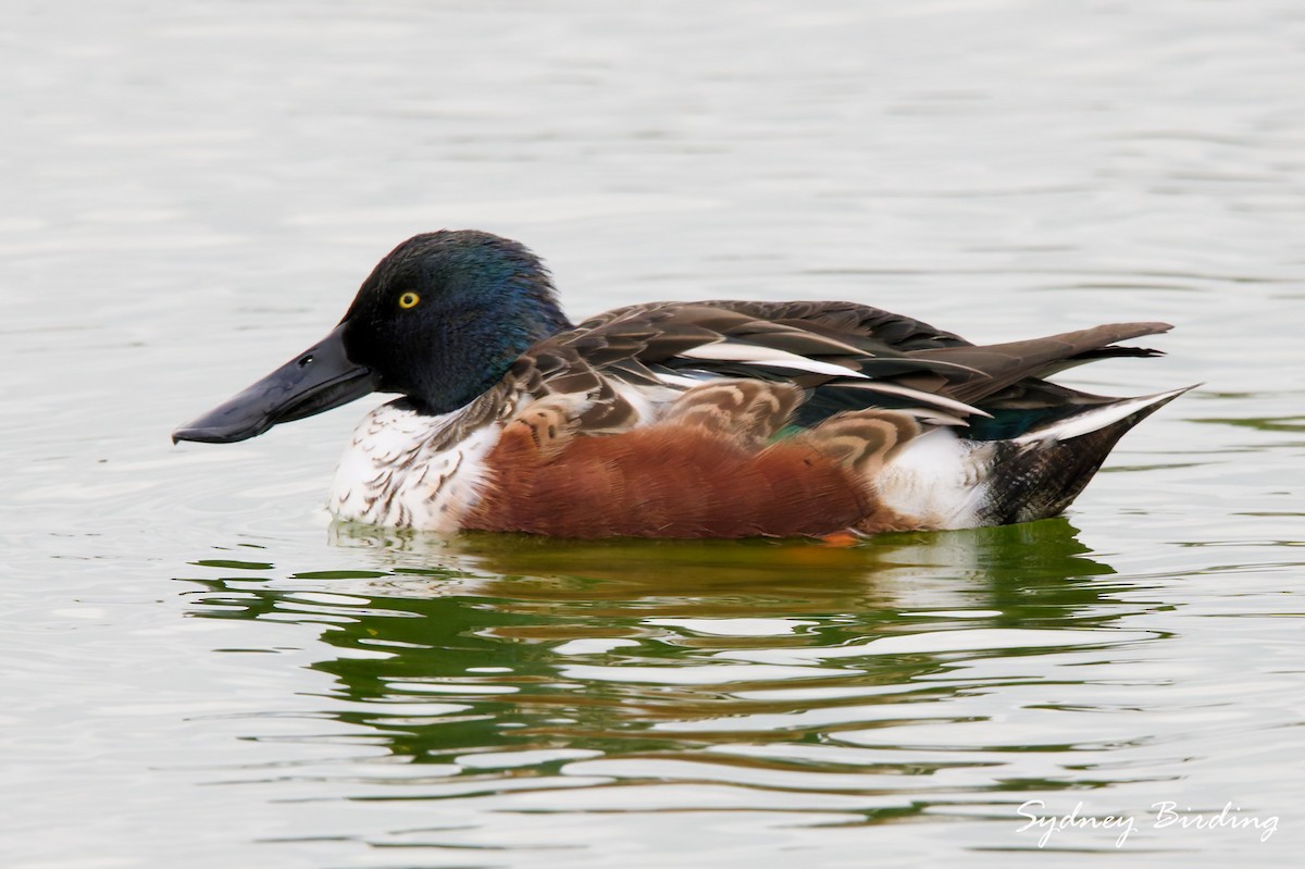 Northern Shoveler - ML646339831