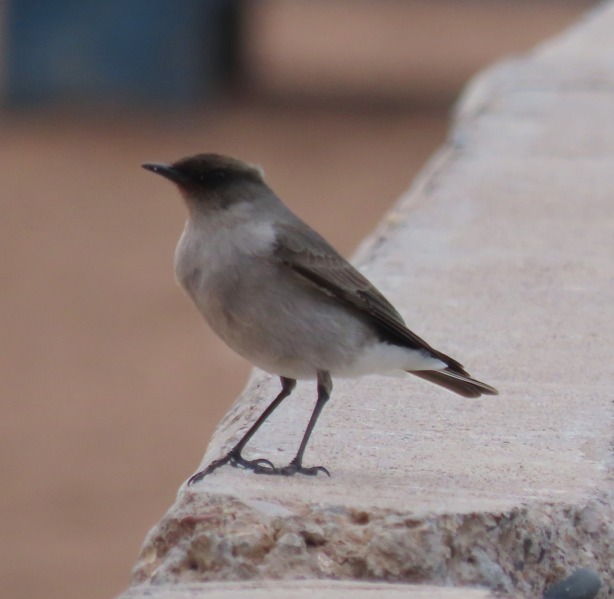 Dark-faced Ground-Tyrant - ML646339833