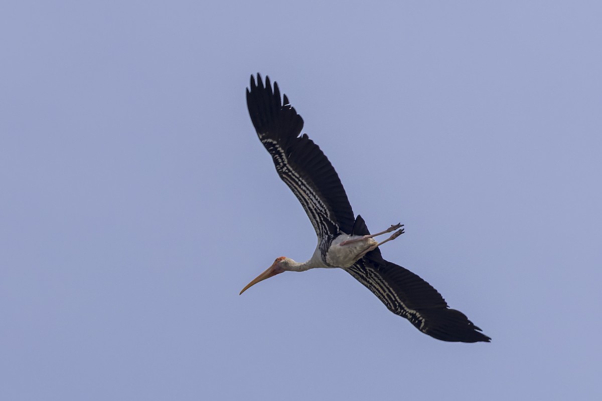 Painted Stork - ML646339834
