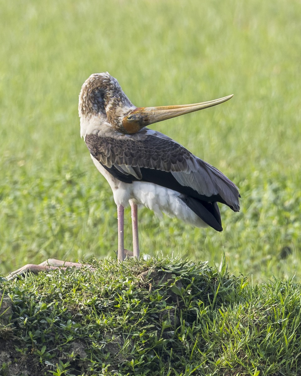 Painted Stork - ML646339835