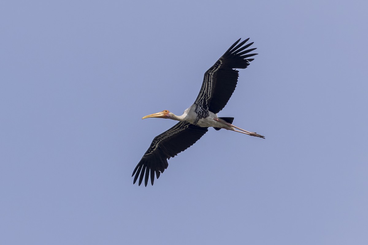 Painted Stork - ML646339836