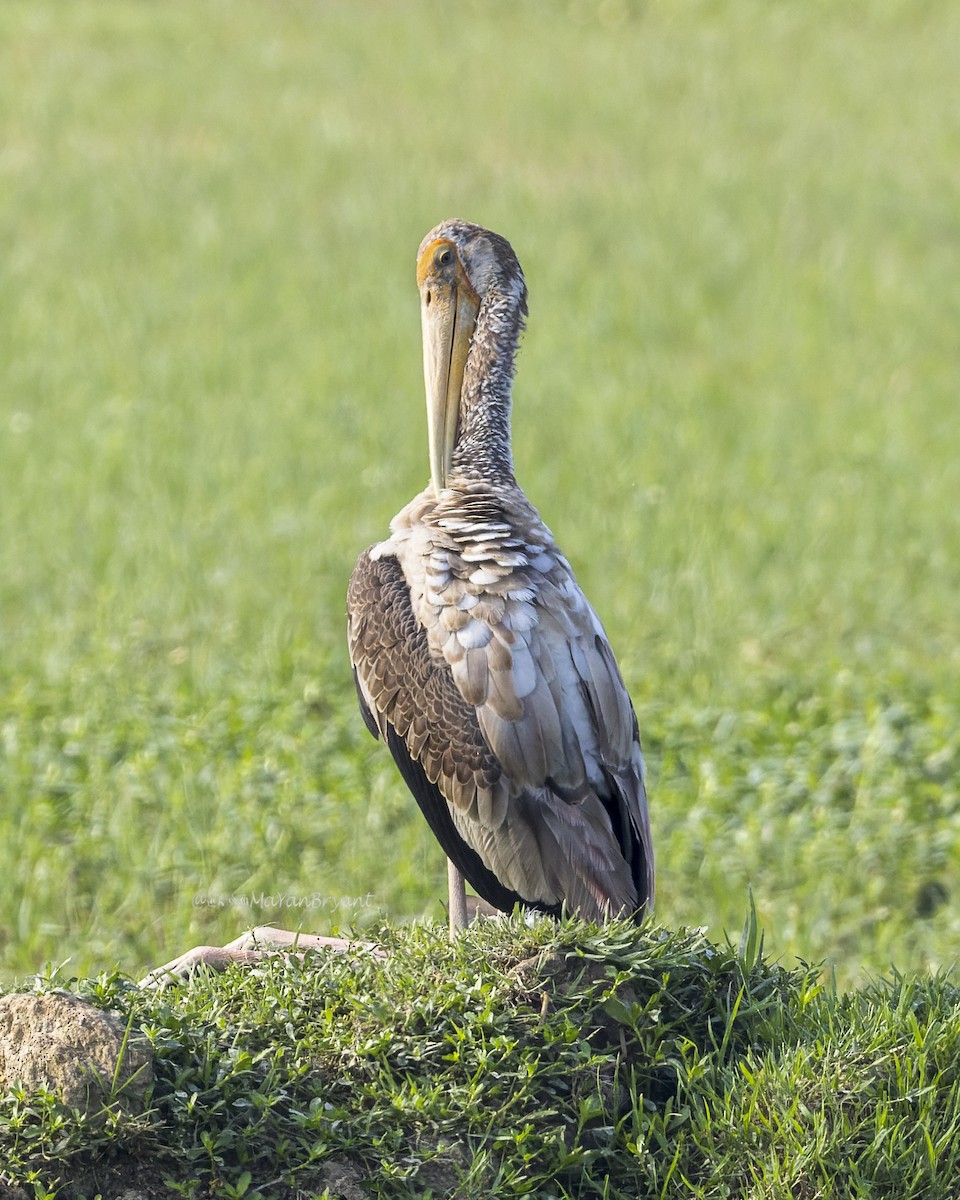 Painted Stork - ML646339837