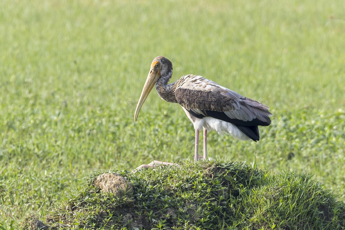 Painted Stork - ML646339838
