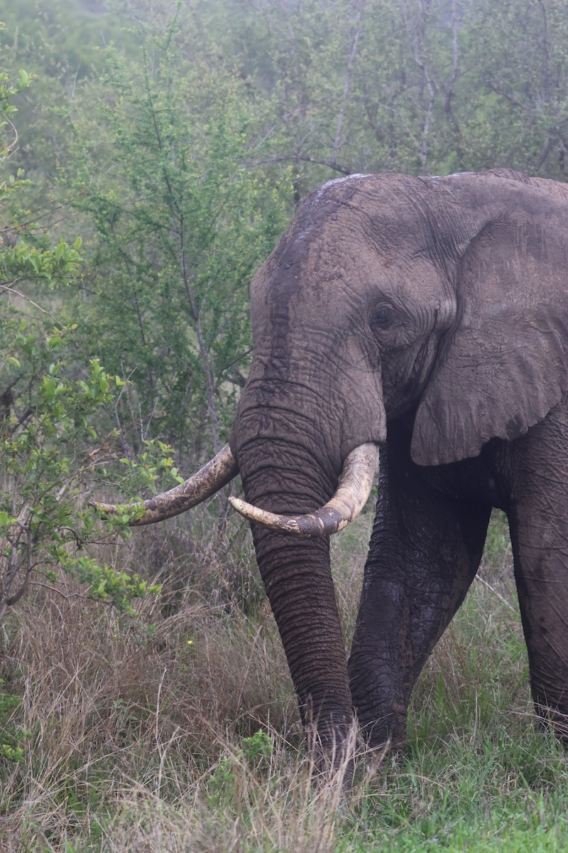 Elefante africano di savana - ML646339839