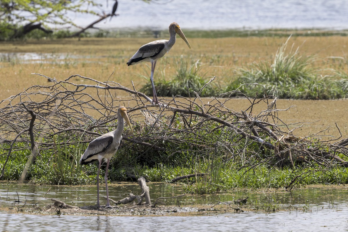 Painted Stork - ML646339840