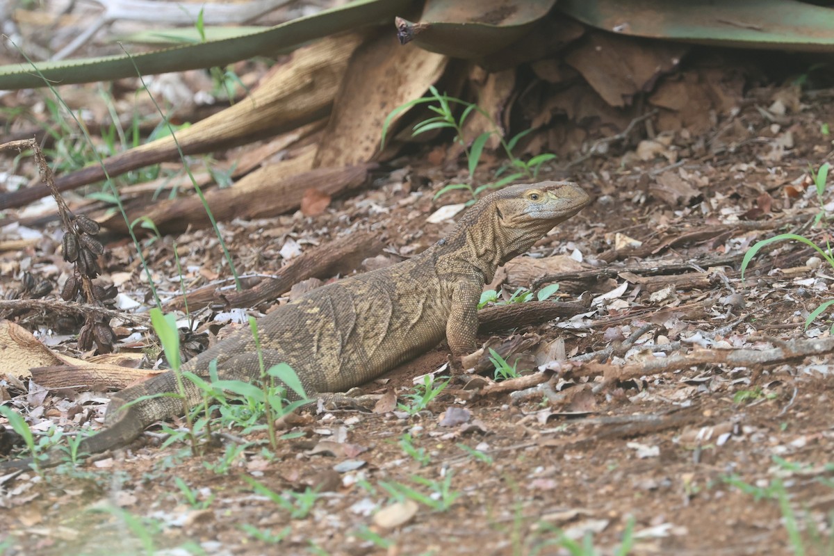 Varano dalla gola bianca - ML646339841