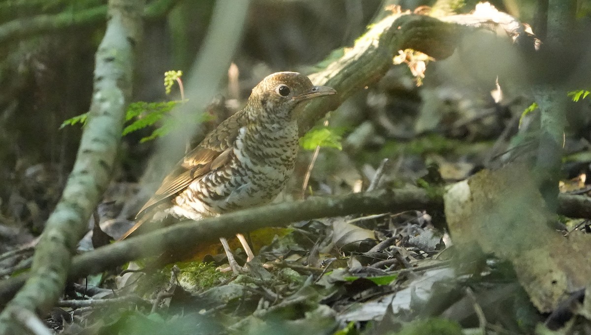 Bassian Thrush - ML646339842